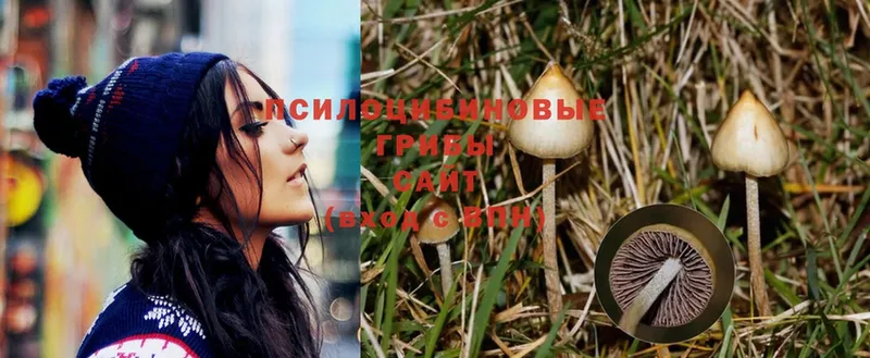 Псилоцибиновые грибы Psilocybe  Абдулино 